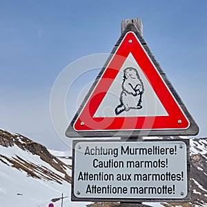 Warning sign indicating marmots crossing the roadway in the Austrian Alps