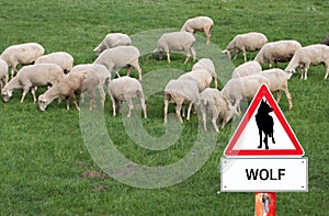 Warning sign Wolf flock of sheep