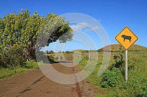 Warning signpost of cow on the roadside with a small group of wild horses in the backdrop, Easter Island, Chile