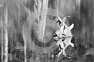 Warped tree trunk exposed in rippling pond