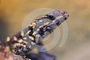 Warren girdled lizard photo