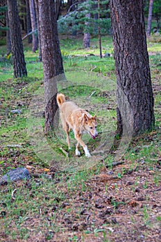 Warren hound walking among trees