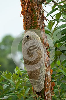 Warrior Wasp nest- Synoeca sp, Synoeca. Sabanas, Costa Rica wildlife photo