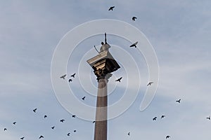 Warsaw monument and flying pigeons.