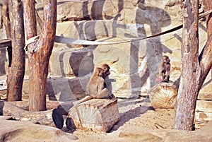 Warsaw zoo