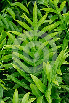 The wart fern of Hawaii