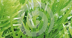 The wart fern of Hawaii green tropical leaves background