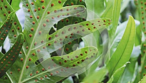 The wart fern of Hawaii or Maile-Scented Fern green leaves photo