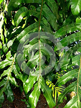 Wart fern of Hawaii or Phymatosorus grossus