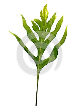 The wart fern of Hawaii.( Phymatosorus scolopendria fern)
