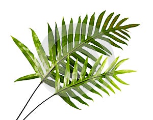 Wart fern leaf, Ornamental foliage, Fern isolated on white background, with clipping path