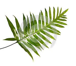 Wart fern leaf, Ornamental foliage, Fern isolated on white background, with clipping path