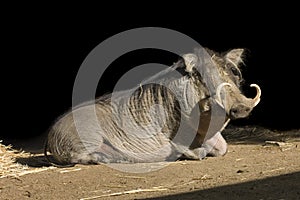 Wart Hog