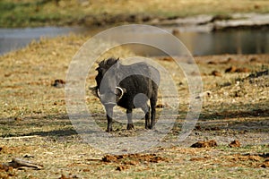 Wart Hog