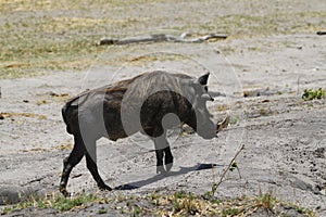 Wart Hog