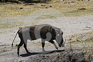 Wart Hog