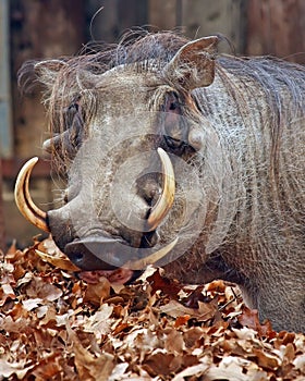 Wart Hog photo