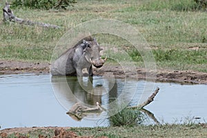 Wart hog sitting in a water hole