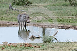 Wart hog standing in a water hole