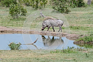 Wart hog walking towards a water hole