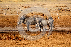 Wart hogs oxpeckers & doves gathering photo