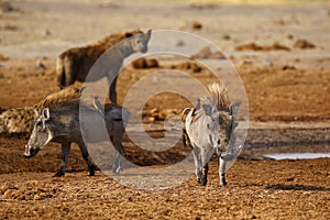 Wart hogs oxpeckers & hyena gathering photo