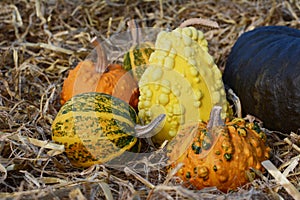 Warted and ornamental gourds on fresh straw