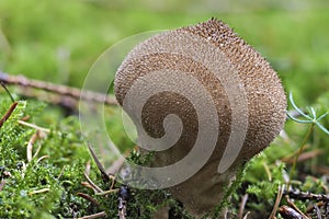 The Warted Puffball Lycoperdon perlatum is an edible mushroom