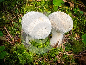 Warted puffball in Slovakia forest