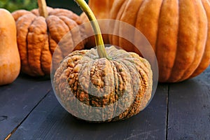 Warted pumpkin close up