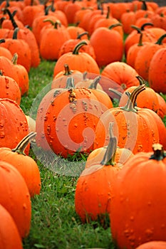 Warted Pumpkins