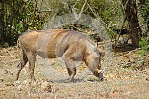 Warthog