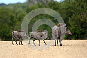 Warthog photo