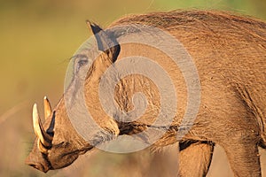 Warthog photo