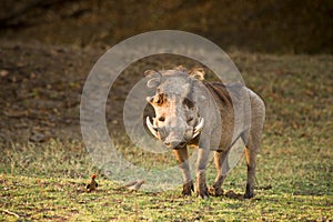 Warthog photo