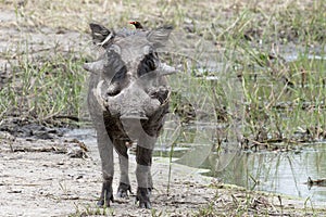 Warthog with bird on neck looking for parasites, Okavango Delta, Botswana, Africa photo