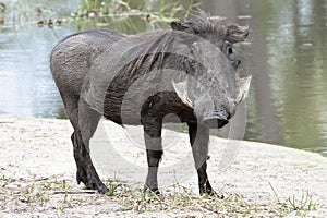 Warthog at shore of natural waterhole in Botswana, Africa photo