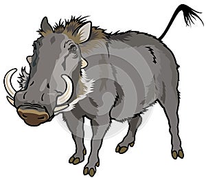 Warthog photo