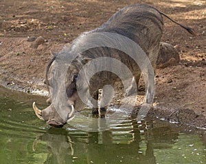 Warthog