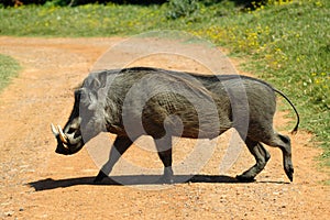 Warthog