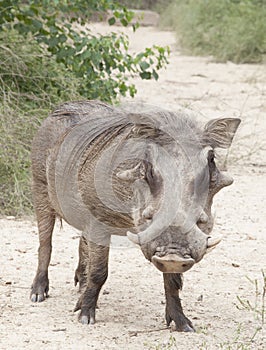 Warthog