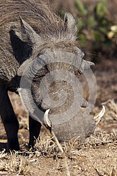 Warthog photo