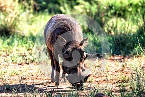 Warthog