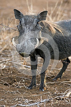 Warthog photo