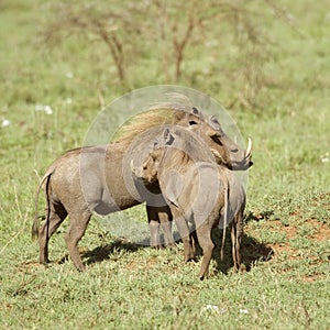 Warthog