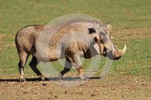 Warthog photo