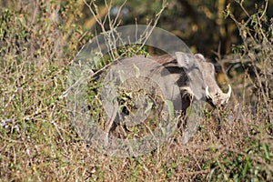 Warthog