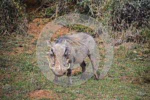 Warthog in Addo Elephant National Park, South Africa