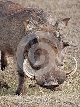 Warthog at Addo Elephant Park