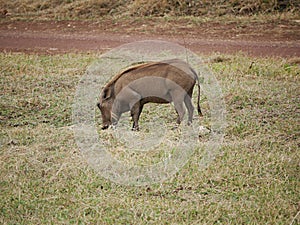 Warthog in Africa safari Tarangiri-Ngorongoro